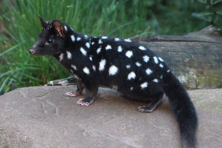 Night Feeding: Tasmanian Devil Tour at Cradle Mountain Sanctuary photo 4