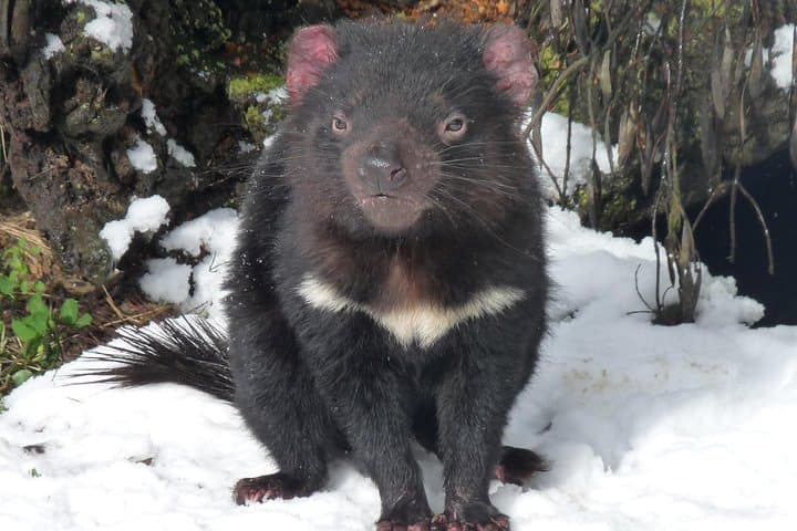 Day Keeper Tour at Devils@Cradle — Up-Close Tasmanian Devil Sanctuary Experience photo 3