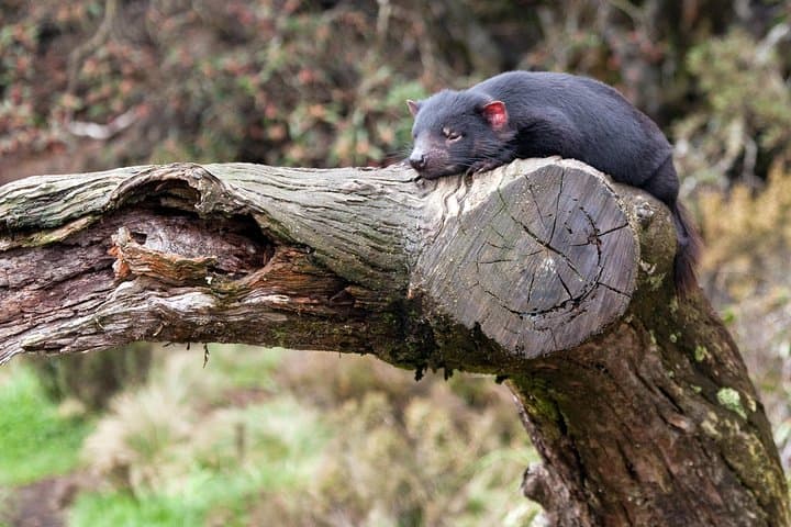 Day Keeper Tour at Devils@Cradle — Up-Close Tasmanian Devil Sanctuary Experience photo 4
