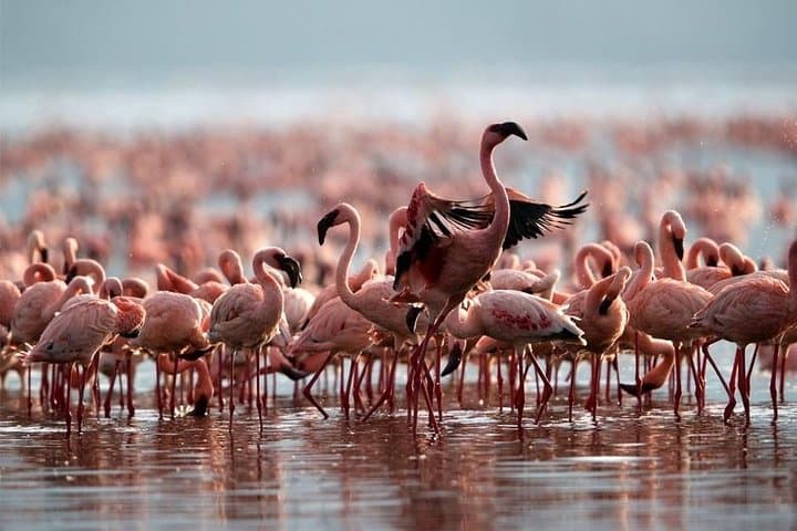 3-Day Bird Watching Safari from Nairobi: Flamingos, Rhinos & Rift Valley Lakes