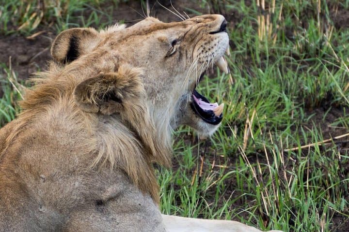 3-Day Mikumi National Park Safari & Maasai Culture from Dar es Salaam