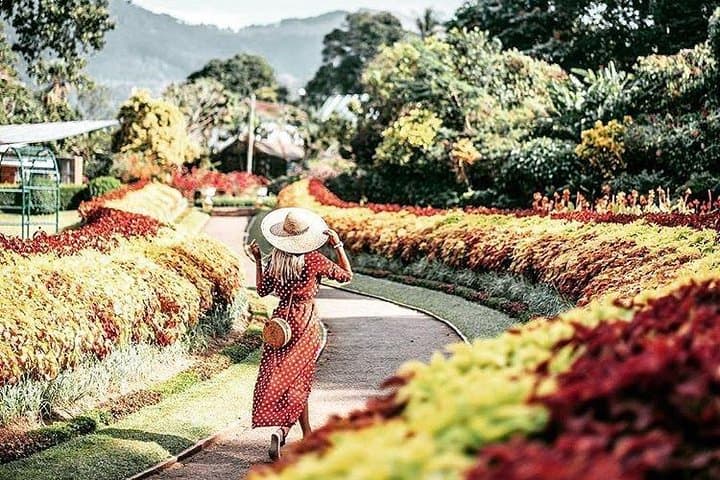 Kandy Sightseeing Day Tour from Bentota — Peradeniya Gardens, Temple of the Tooth & Tea Factory photo 6