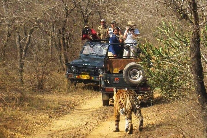 Sariska Tiger Reserve Jeep Safari — Skip-The-Line Tickets & What to Expect photo 4
