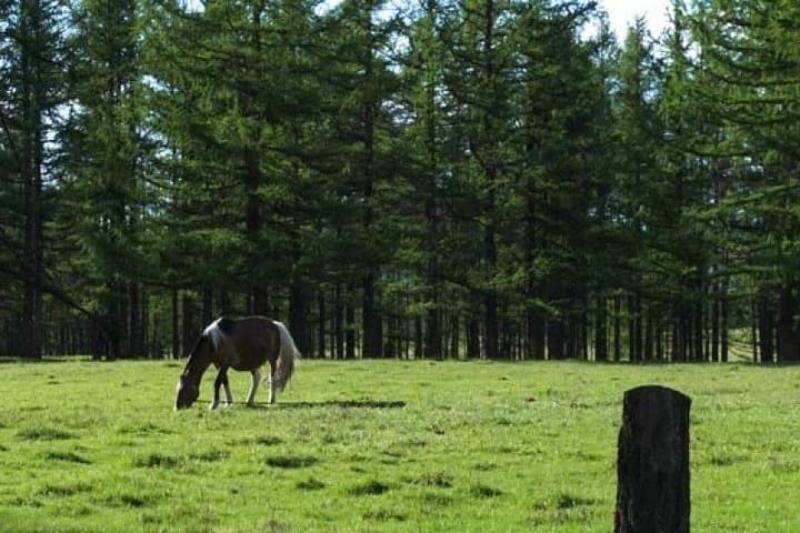 8-Day Horse Trekking in Mongolia’s 8-Lake Region: Orkhon Valley & Tövkhön Monastery photo 5