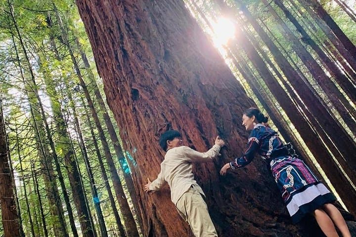 Healing at Rotorua: Private Hot-Spring & Forest Day Tour from Auckland photo 3