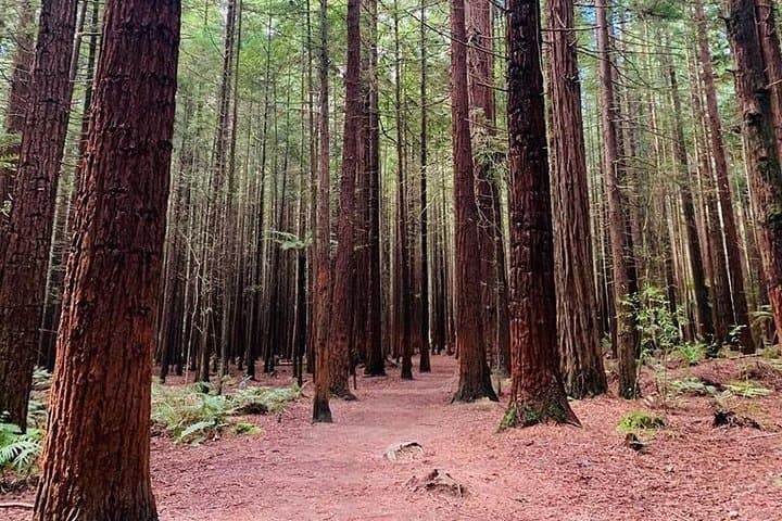 Healing at Rotorua: Private Hot-Spring & Forest Day Tour from Auckland photo 4