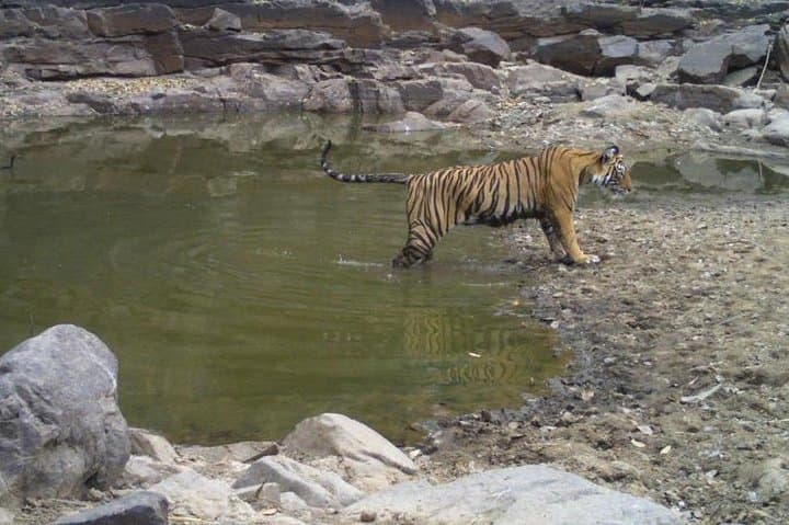 Sariska Tiger Reserve Jeep Safari — Skip-The-Line Tickets & What to Expect photo 3