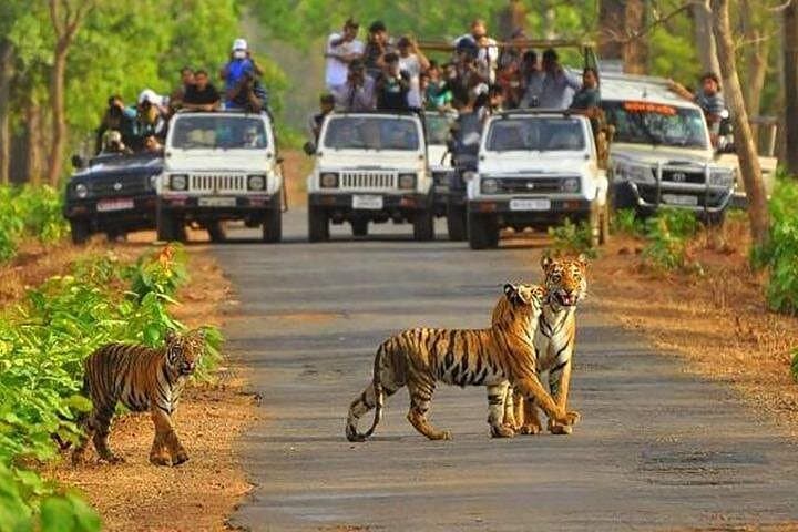 Sariska Tiger Reserve Jeep Safari — Skip-The-Line Tickets & What to Expect