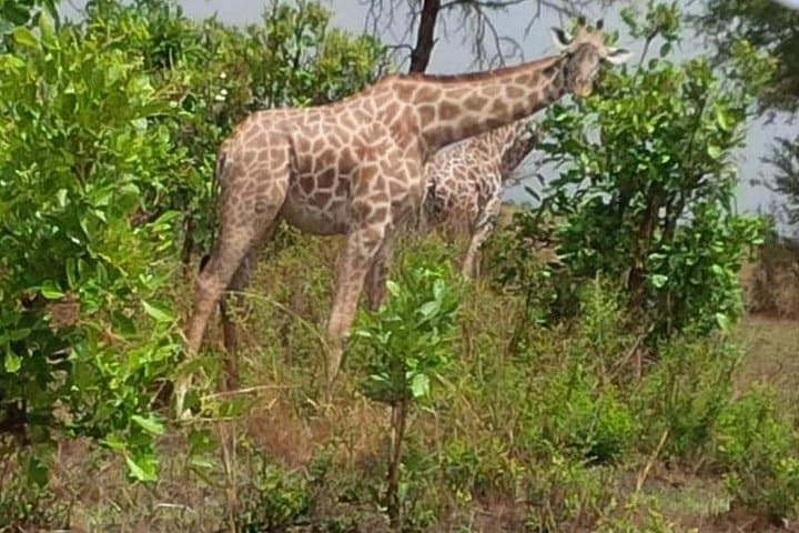 3-Day Mikumi National Park Safari from Dar es Salaam — Private Transfer & Game Drives photo 1
