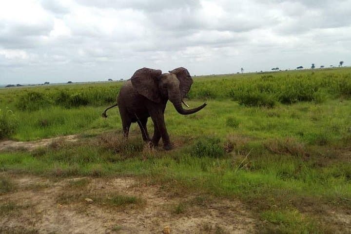 3-Day Mikumi National Park Safari from Dar es Salaam — Private Transfer & Game Drives photo 2