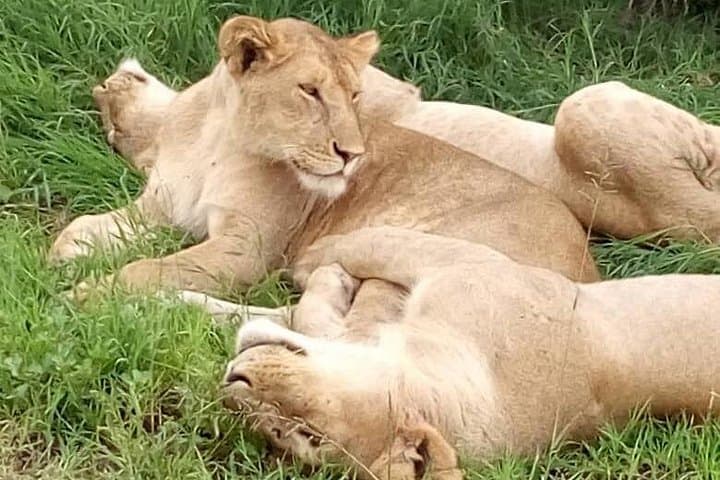 3-Day Mikumi National Park Safari from Dar es Salaam — Private Transfer & Game Drives photo 4