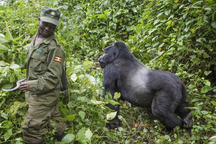 3-Day Gorilla Trekking in Bwindi National Park & Lake Bunyonyi