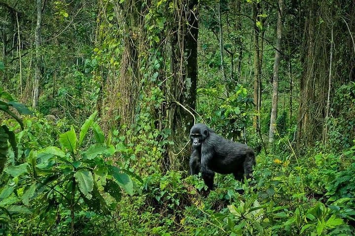 3-Day Gorilla Trekking in Bwindi National Park & Lake Bunyonyi photo 3
