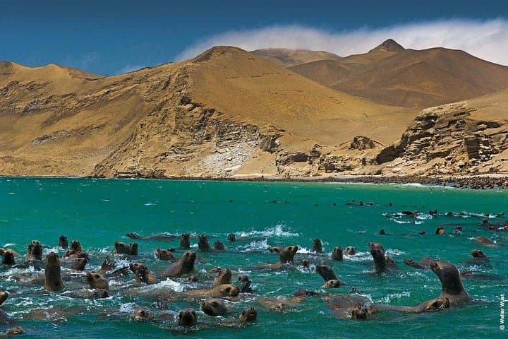Paracas & Huacachina Day Trip: Ballestas Islands, Sandboarding and Pisco Tasting photo 2