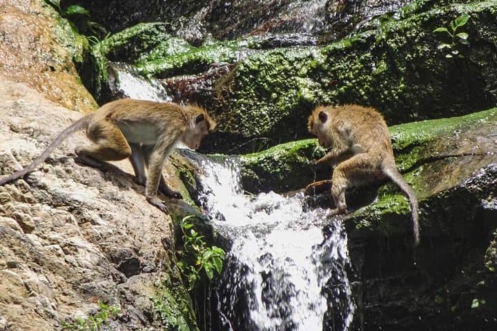 Wilpattu National Park Private Safari from Negombo — Day Trip Wildlife Experience photo 2