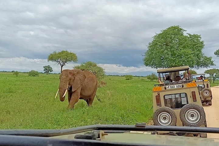 Tarangire National Park Day Safari from Arusha — Big Game, Baobabs & River Life