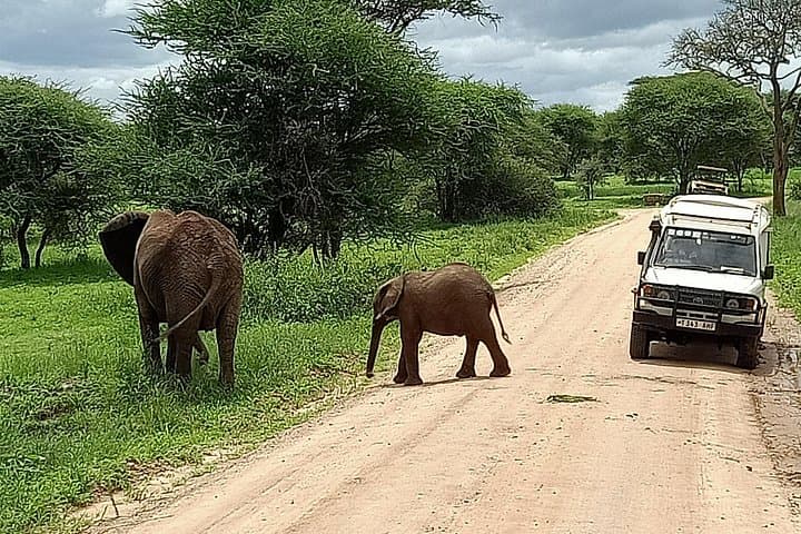 Tarangire National Park Day Safari from Arusha — Big Game, Baobabs & River Life photo 4