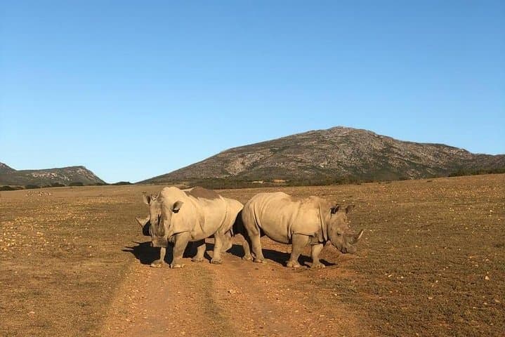 Sunset Big Five Safari from Cape Town — Private Half-Day Game Drive photo 4