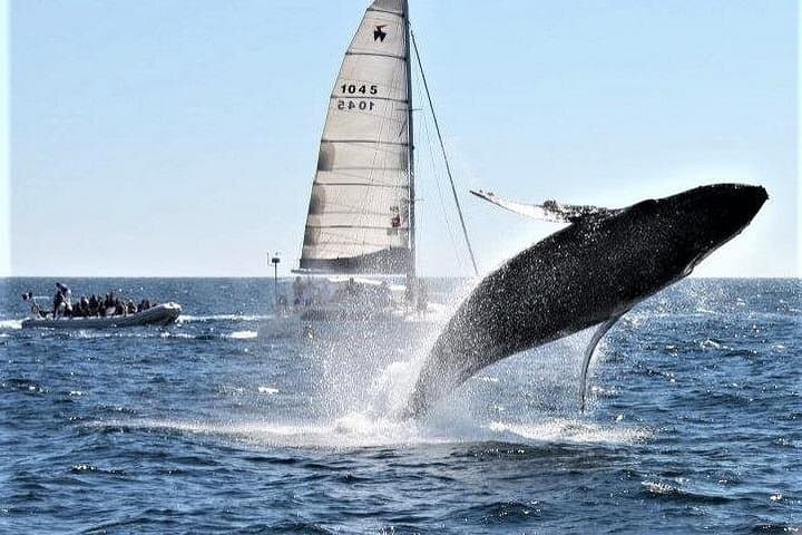 Sailing with Whales in Los Cabos: 2-Hour Catamaran Wildlife Cruise photo 1