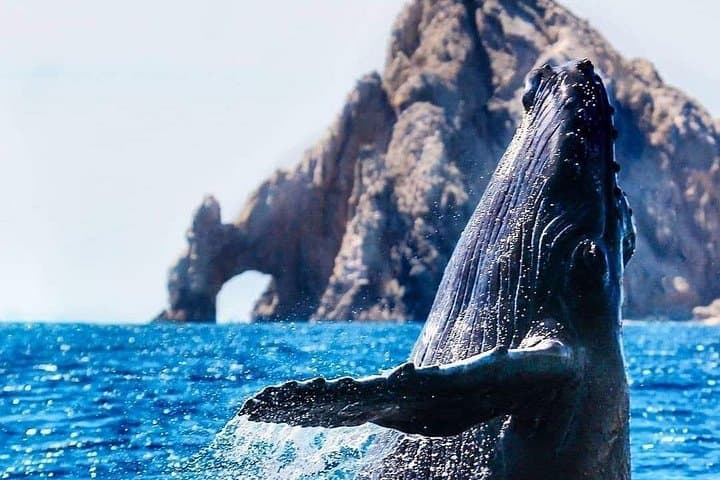 Sailing with Whales in Los Cabos: 2-Hour Catamaran Wildlife Cruise photo 2