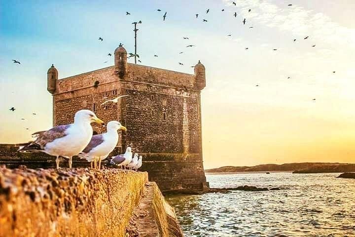 Coastal Day Trip to Essaouira from Agadir — Port Views, Argan Groves & Atlantic Winds