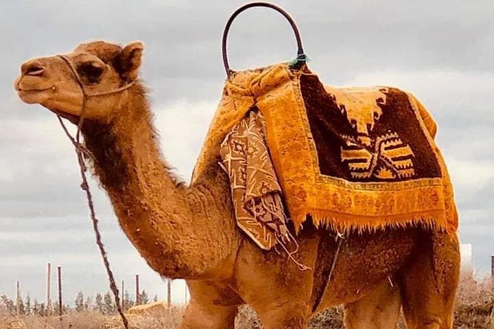 Atlas Mountains & Three Valleys Day Trip from Marrakech with Camel Ride photo 2