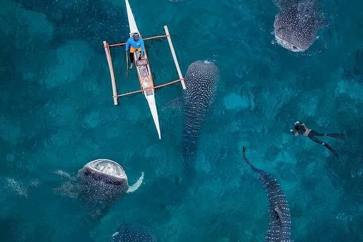 Cebu 3-Day Private Tour: Whale Sharks, Canyoneering & Cebu City Highlights photo 3