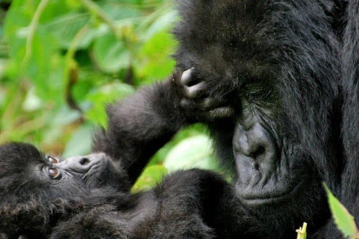 3-Day Gorilla Trekking in Bwindi National Park & Lake Bunyonyi photo 2