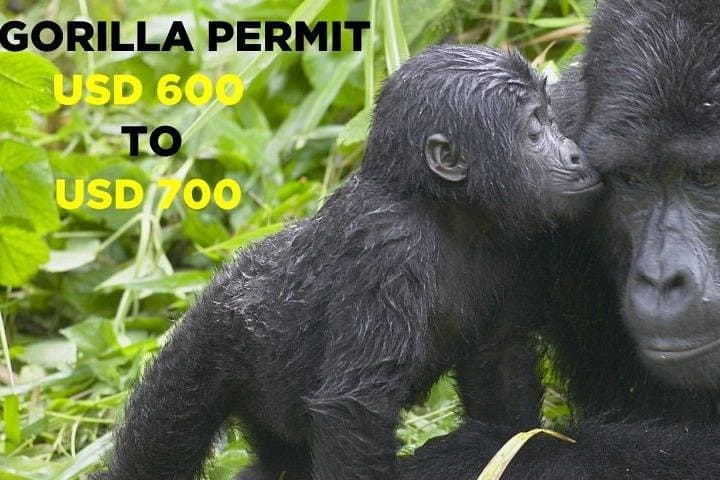 3-Day Gorilla Trekking in Bwindi National Park & Lake Bunyonyi photo 4