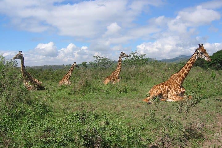 Arusha National Park Day Tour — Walking Safari & Momella Canoeing