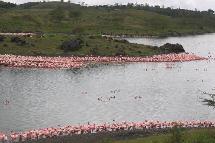 Arusha National Park Day Tour — Walking Safari & Momella Canoeing photo 2