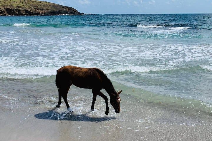Private Beach Horseback Ride on St. Lucia’s Northeastern Coast photo 5