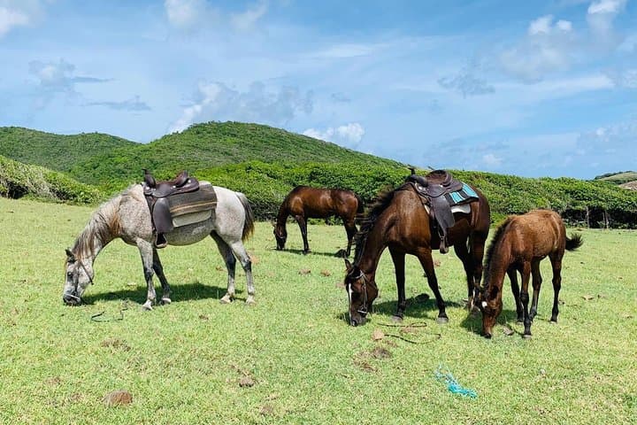 Private Beach Horseback Ride on St. Lucia’s Northeastern Coast photo 6
