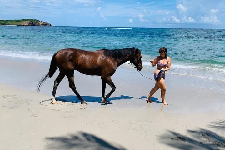 Advanced Horseback Beach Ride in St. Lucia — Sandy Hoofs Coastal Canter & Swim photo 2