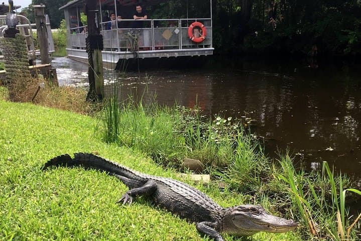 Jean Lafitte 90-Minute Swamp and Bayou Boat Tour from New Orleans photo 2