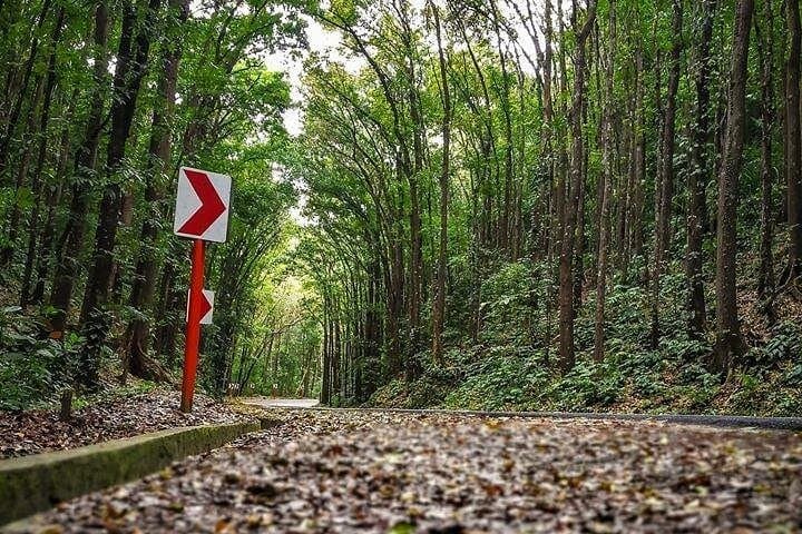 Bohol Countryside Tour: Chocolate Hills, Tarsier Sanctuary & Loboc River Cruise photo 3