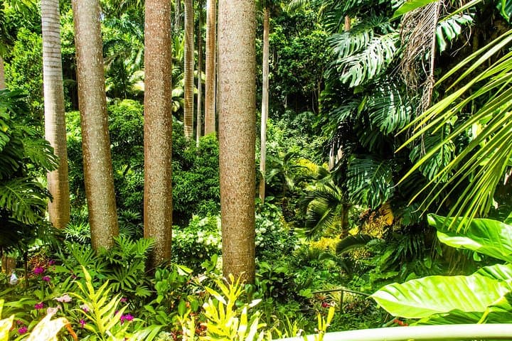Barbados Botanical Tour: Hunte's, Orchid World & Coastal Gardens photo 2