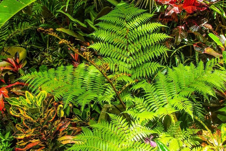 Barbados Botanical Tour: Hunte's, Orchid World & Coastal Gardens photo 3