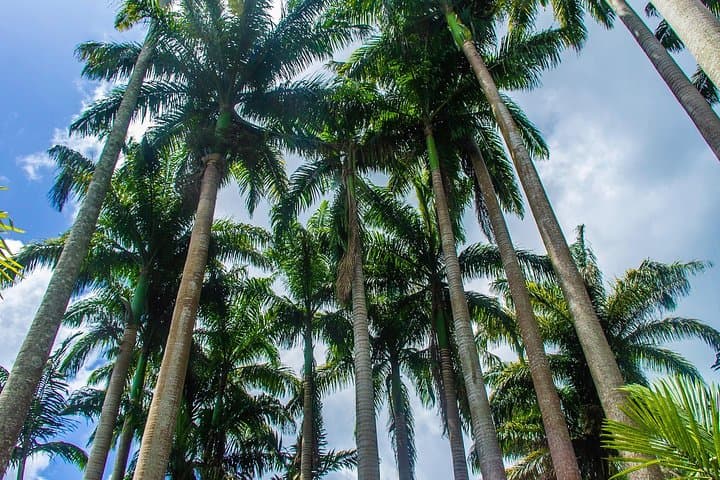 Barbados Botanical Tour: Hunte's, Orchid World & Coastal Gardens photo 4