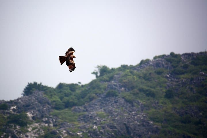 Full-Day Jungle Trek and Lan Ha Bay Kayak in Cat Ba National Park photo 3