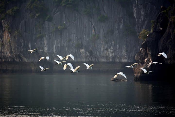 Full-Day Jungle Trek and Lan Ha Bay Kayak in Cat Ba National Park photo 4