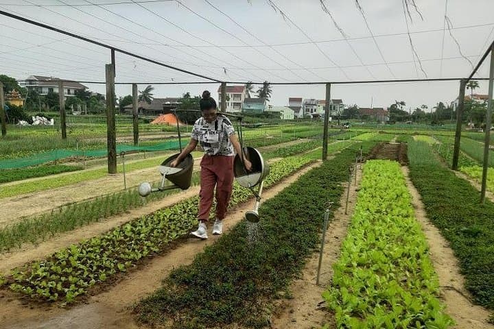 Hoi An Countryside Biking Tour: Tra Que Village, Rice Fields & Basket Boats photo 2