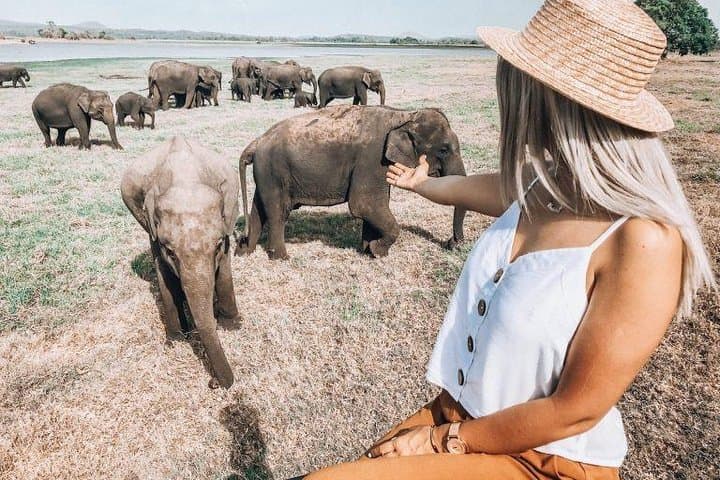 Half-Day Minneriya Safari from Dambulla — See Sri Lanka’s Elephant Gathering photo 6