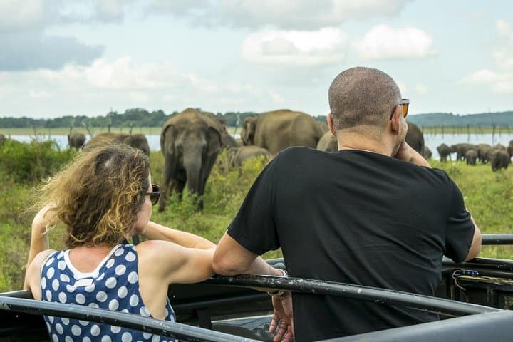 Half-Day Minneriya Safari: Witness Sri Lankas Great Elephant Gathering photo 6