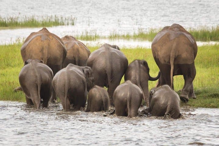 Half-Day Minneriya Safari from Dambulla — See Sri Lanka’s Elephant Gathering photo 5