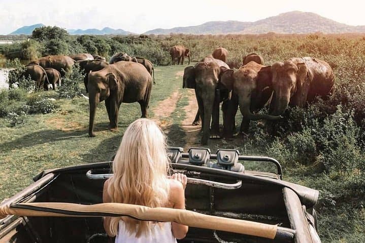 Half-Day Minneriya Safari from Dambulla — See Sri Lanka’s Elephant Gathering photo 2