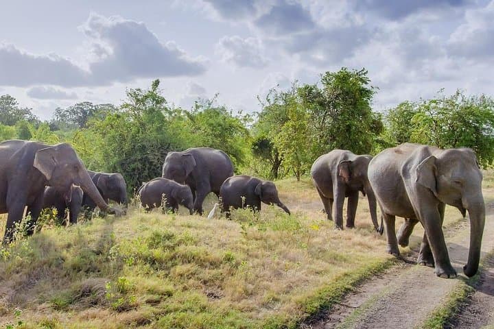 Half-Day Minneriya Safari from Dambulla — See Sri Lanka’s Elephant Gathering photo 4