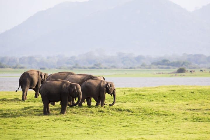 Half-Day Minneriya Safari: Witness Sri Lankas Great Elephant Gathering photo 5