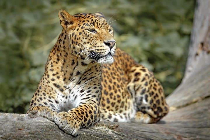 Yala from Galle: 2-Day Wildlife, Coast & Tea Estate Escape photo 4