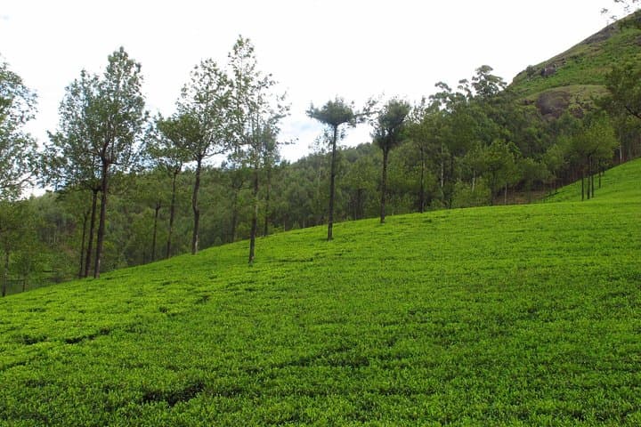 Munnar Day Tour: Tea Plantations, Top Station & Madupetty Dam photo 6